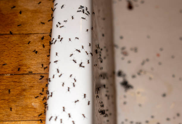 Best Affordable Pest Control Services  in Greenvle, IL
