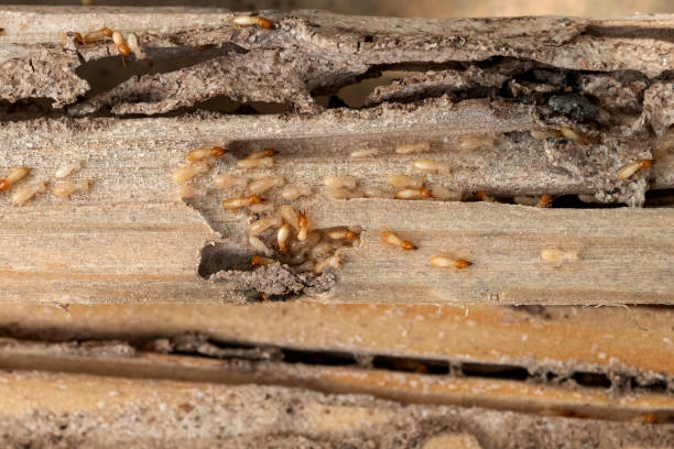Best Affordable Pest Control Services  in Greenvle, IL