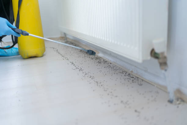 Best Wasp Removal Services  in Greenvle, IL